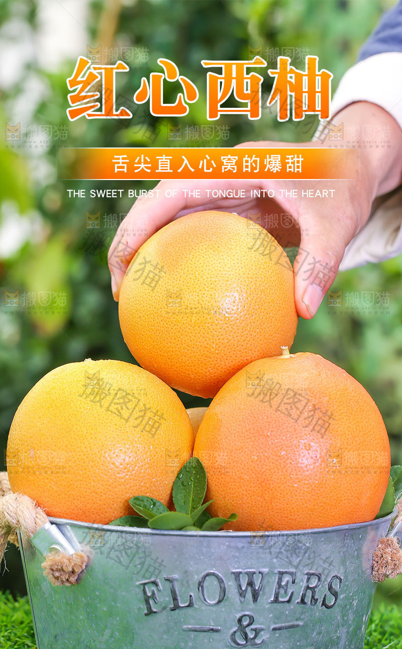 红心西柚详情页
