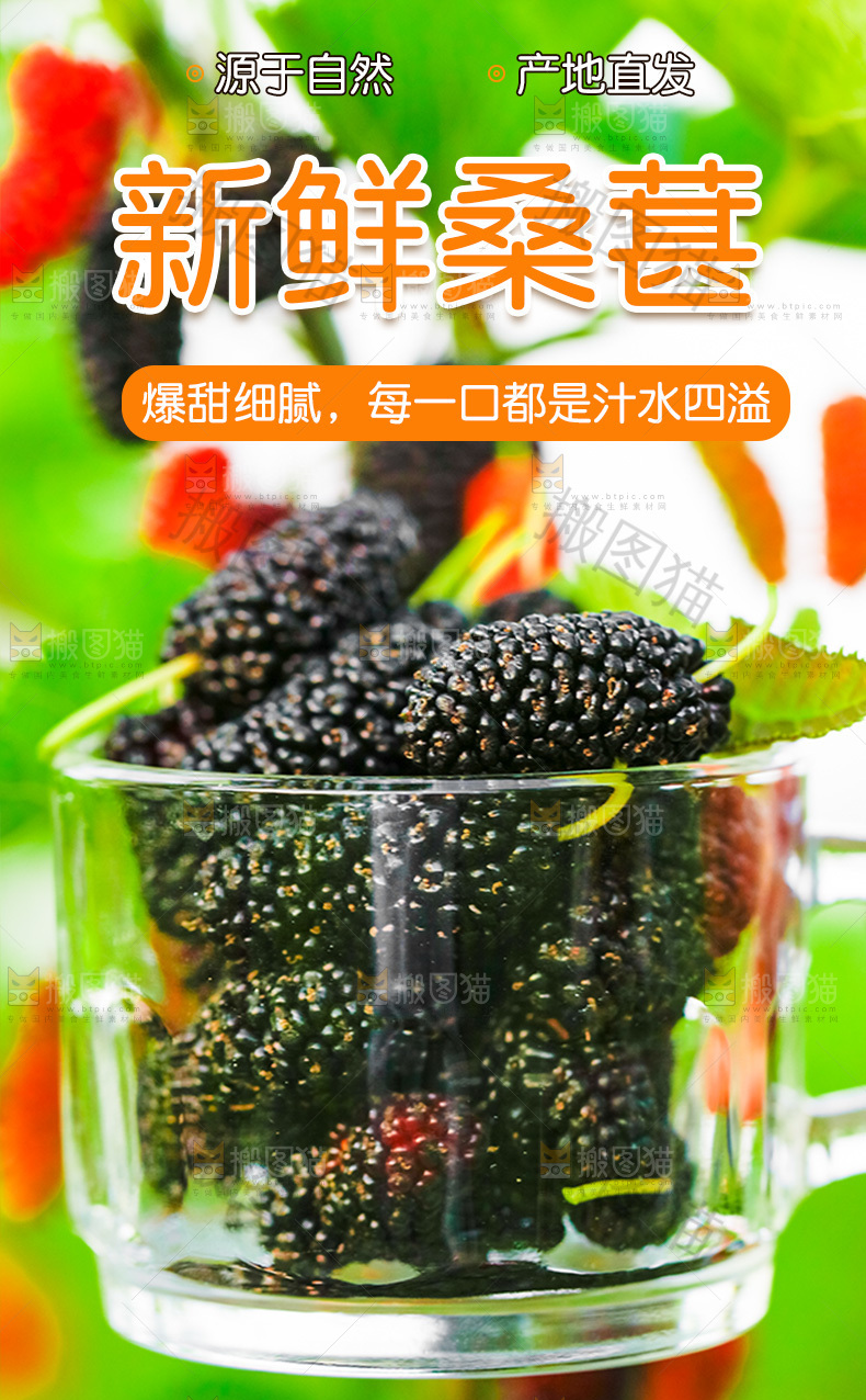 新鲜桑葚详情页