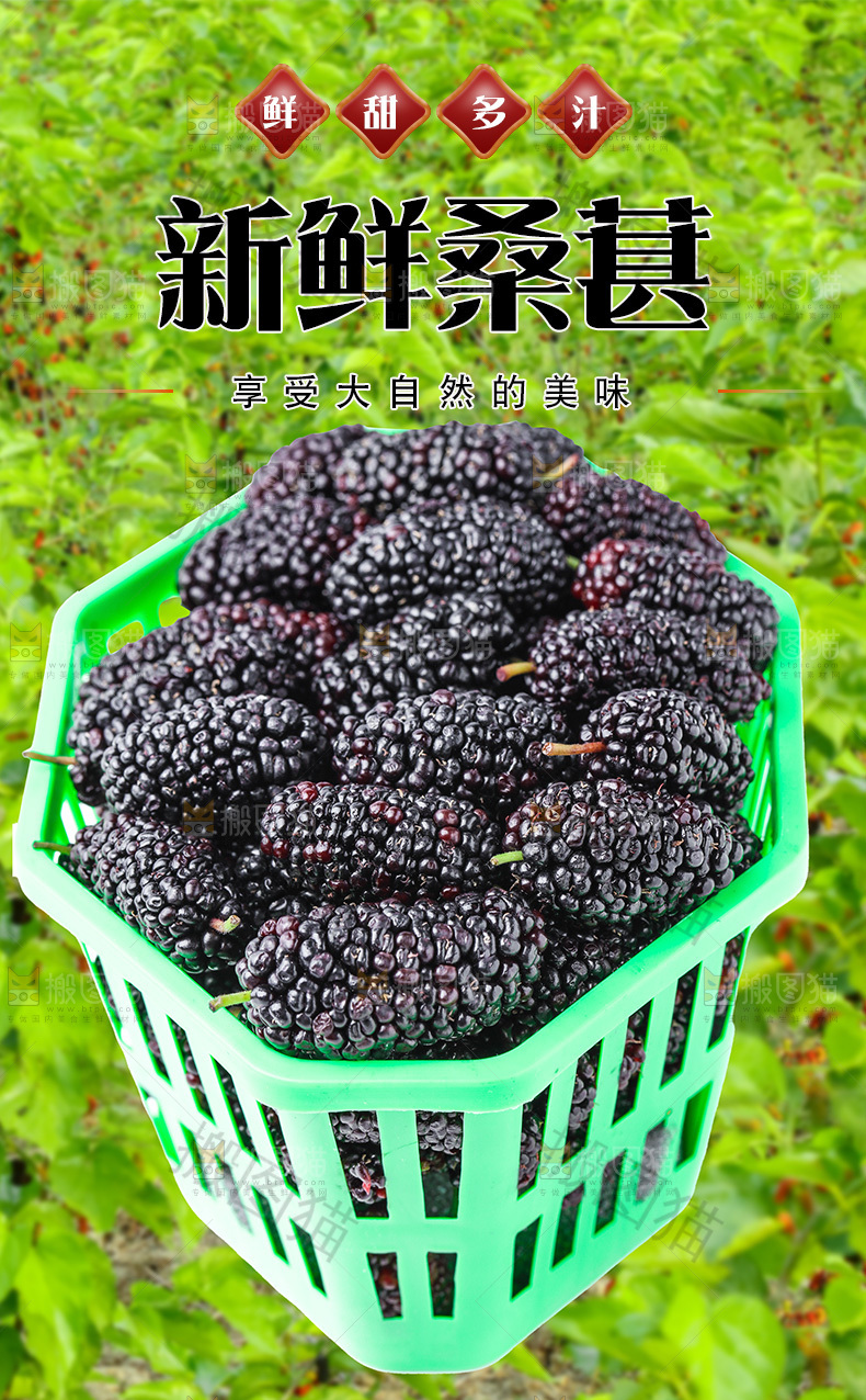 新鲜桑葚详情页
