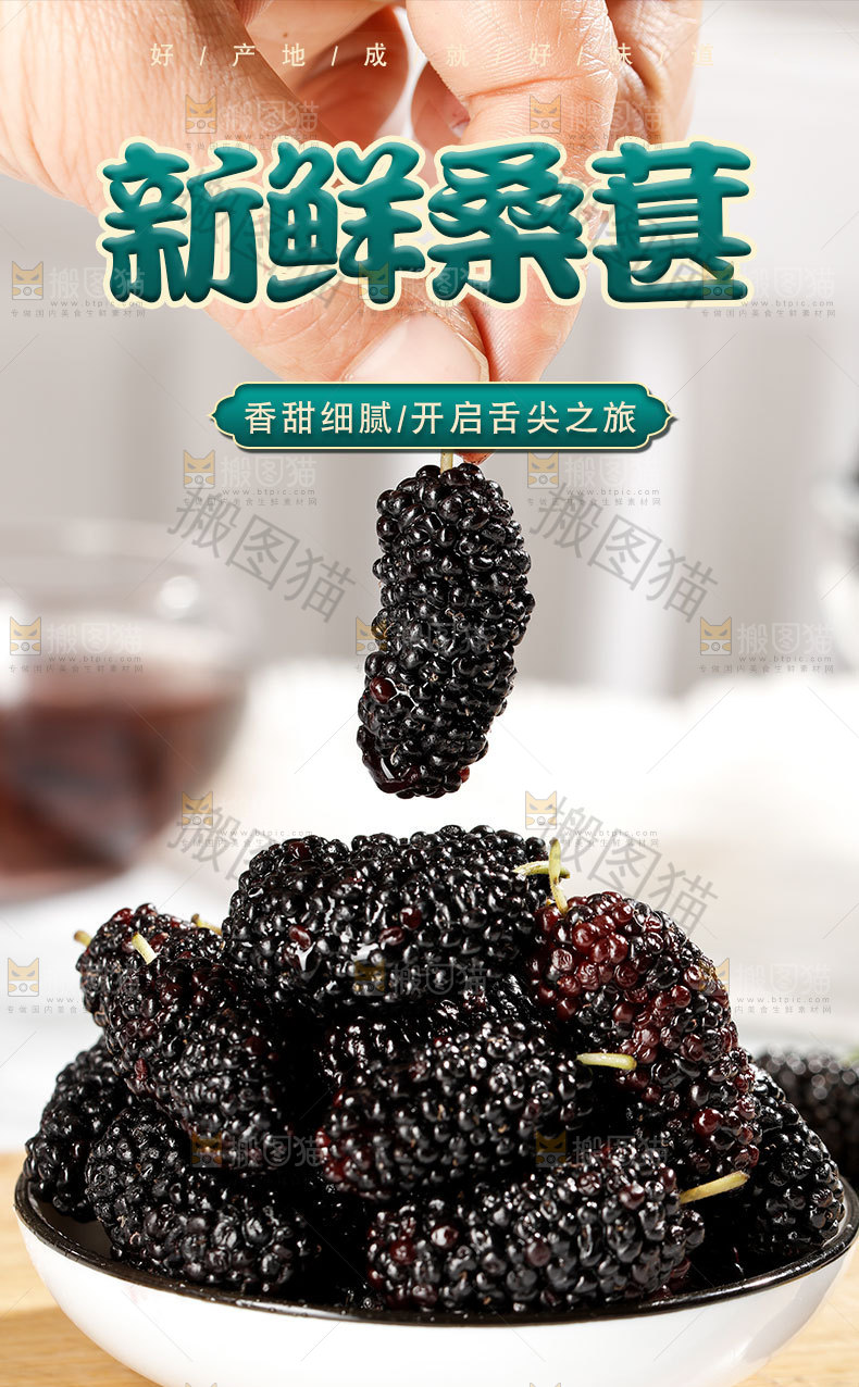 新鲜桑葚详情