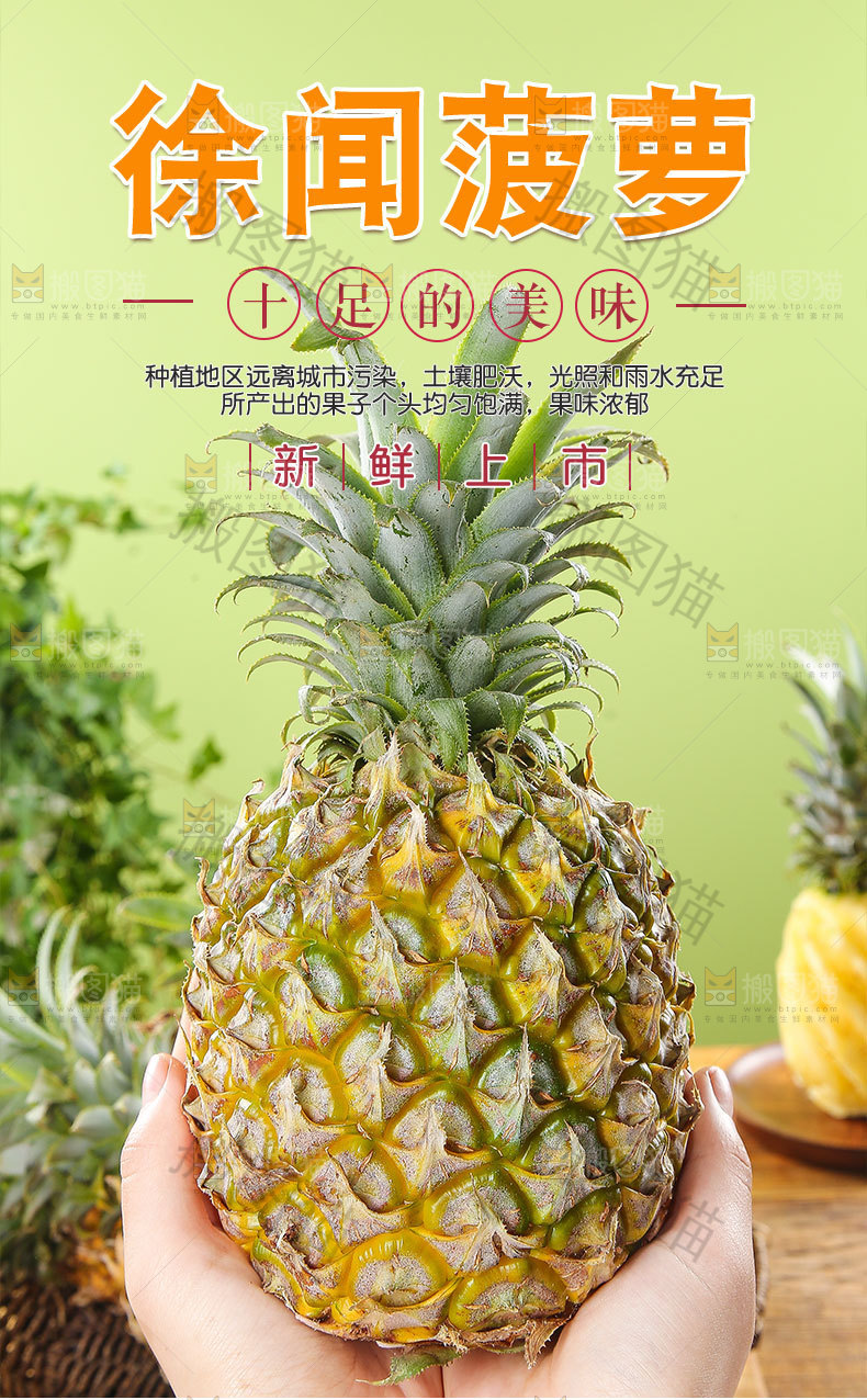 徐闻菠萝详情页
