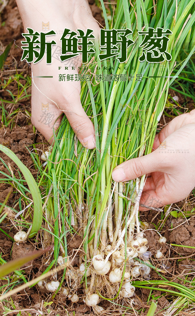 新鲜野葱详情页
