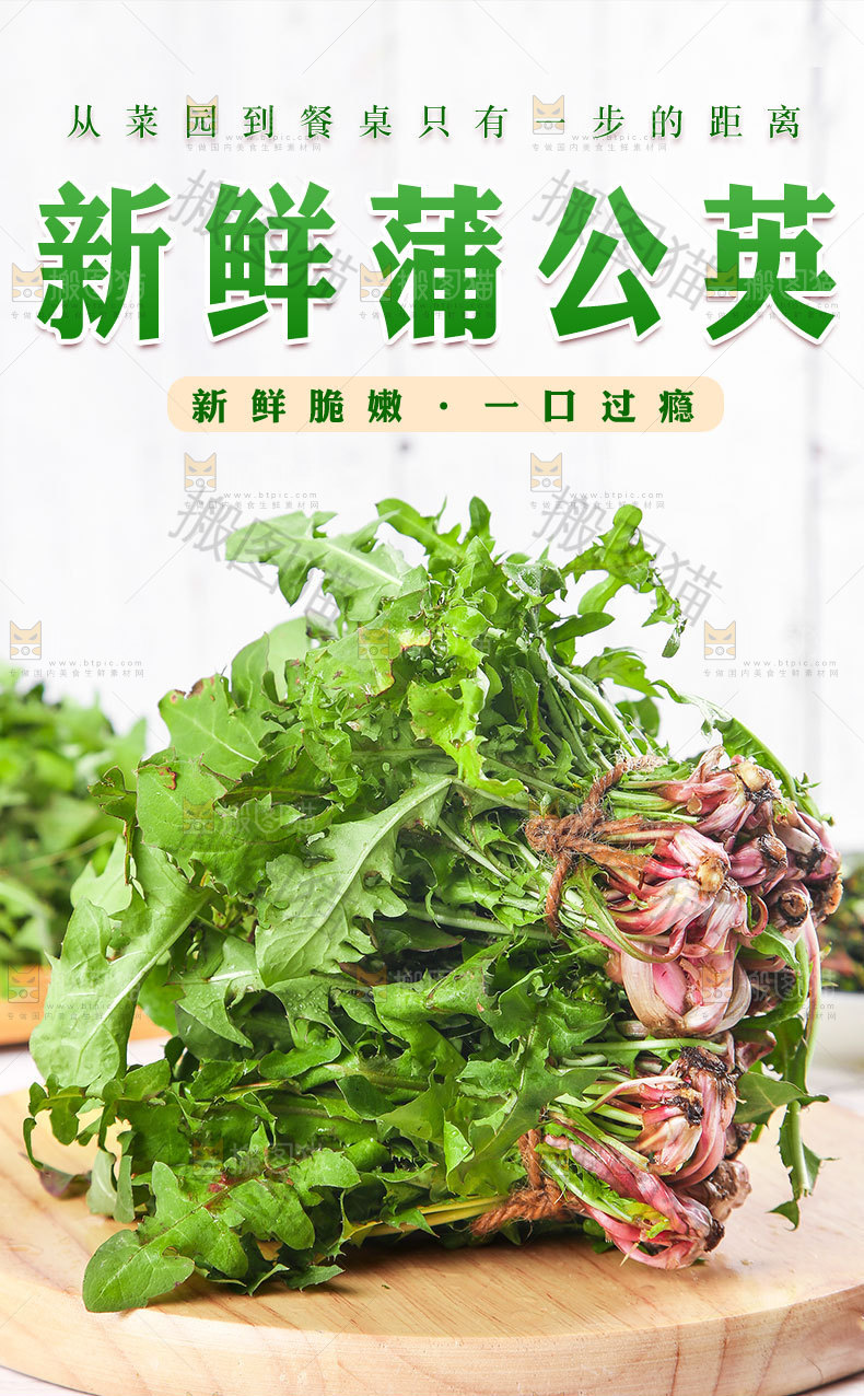 新鲜蒲公英详情页