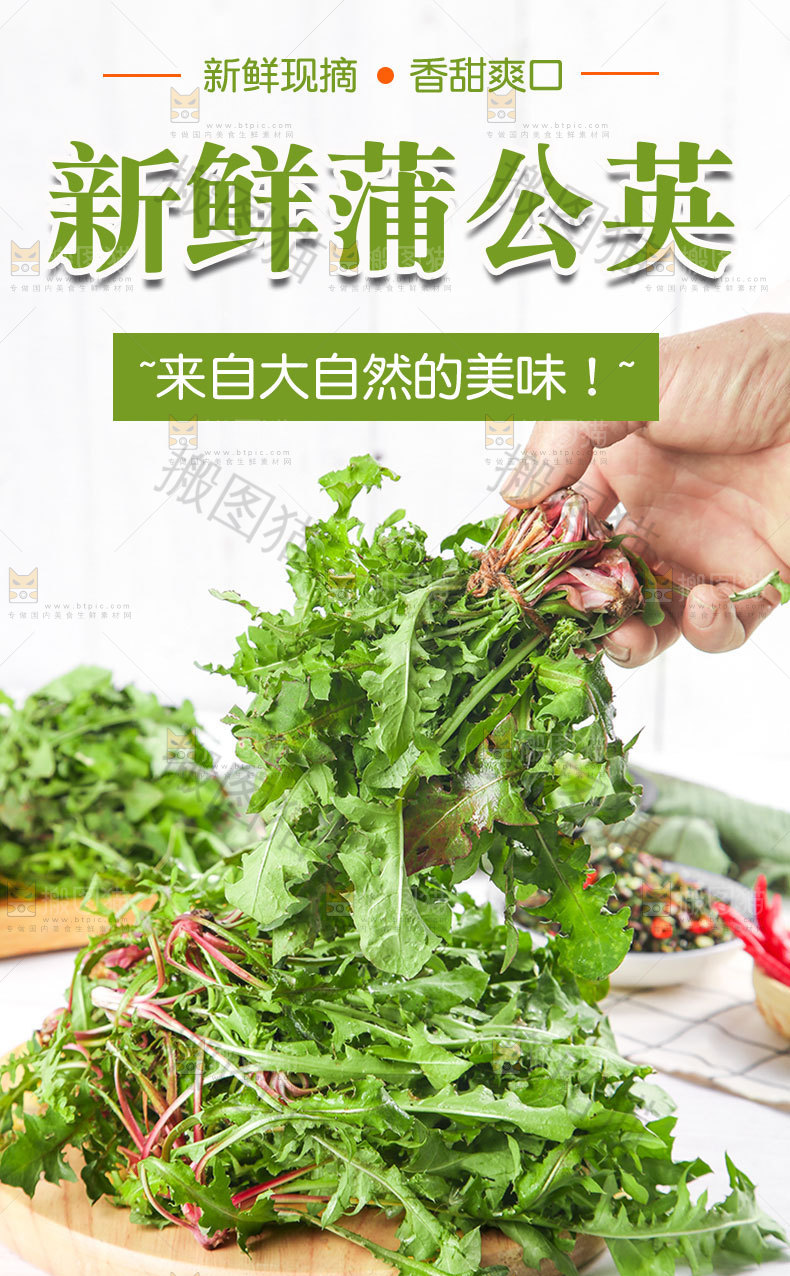新鲜蒲公英详情页