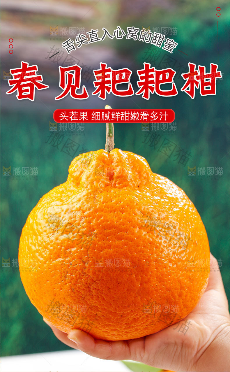 春见耙耙柑详情页