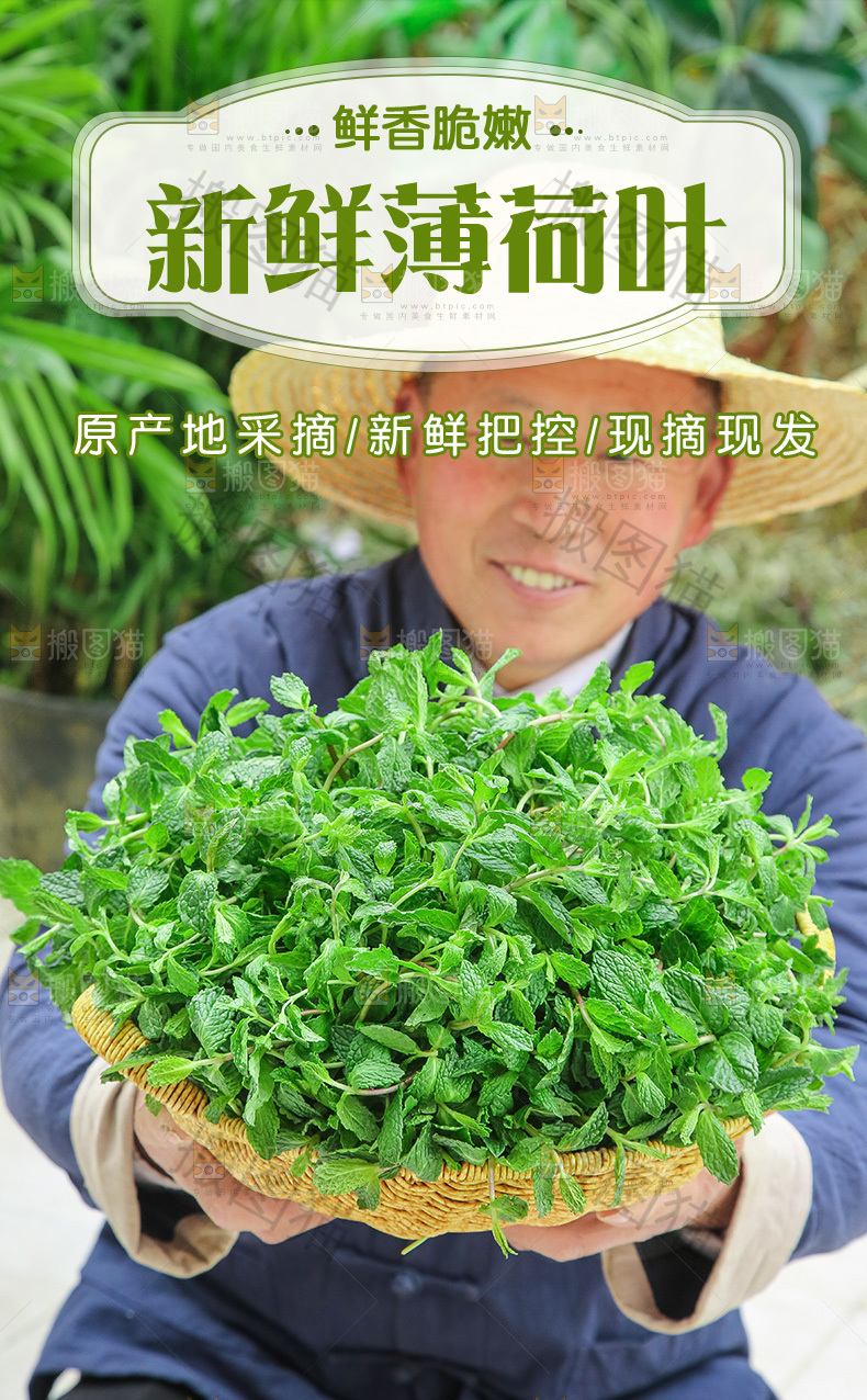 新鲜薄荷详情页