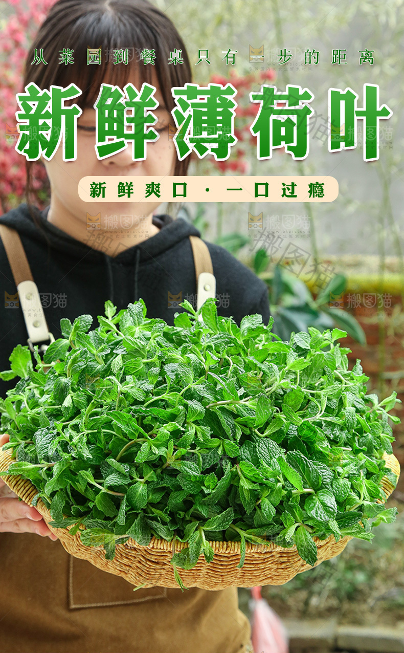 新鲜薄荷叶详情页