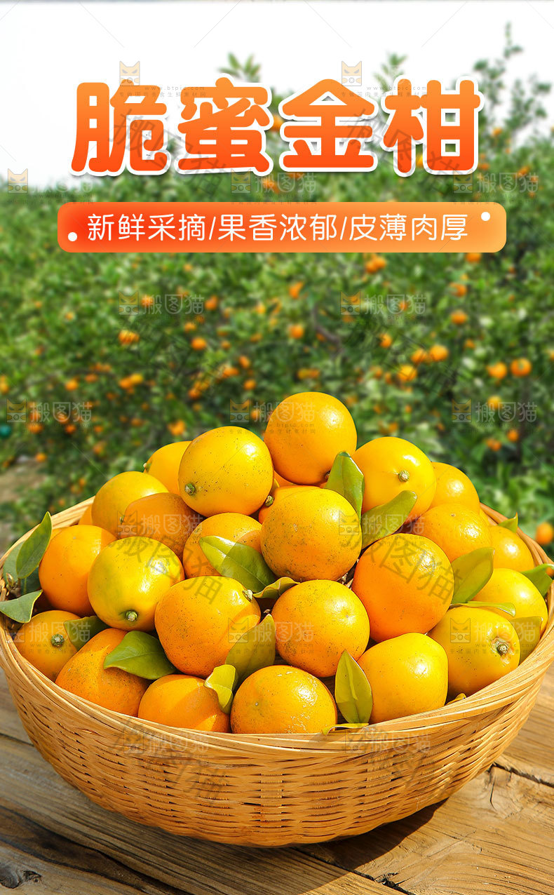 脆蜜金柑详情页