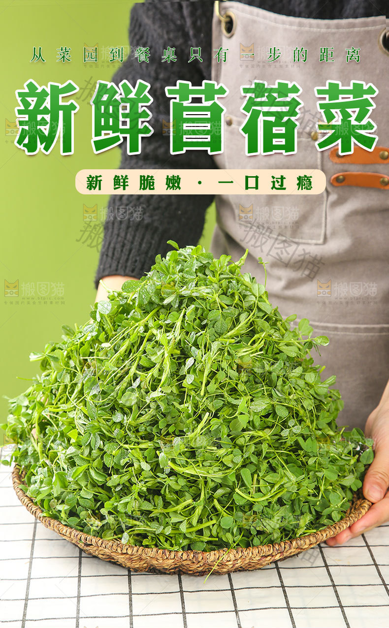 新鲜苜蓿菜详情页