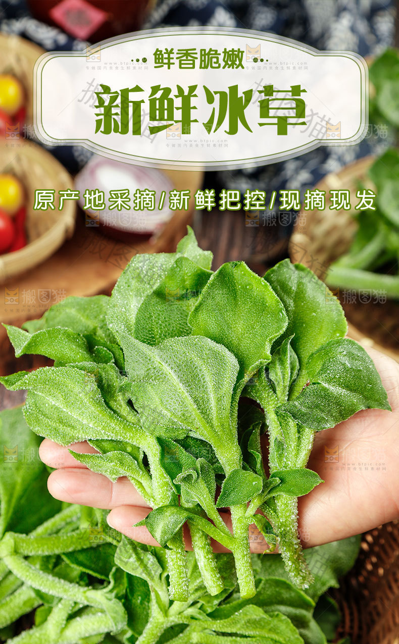 新鲜冰草详情页