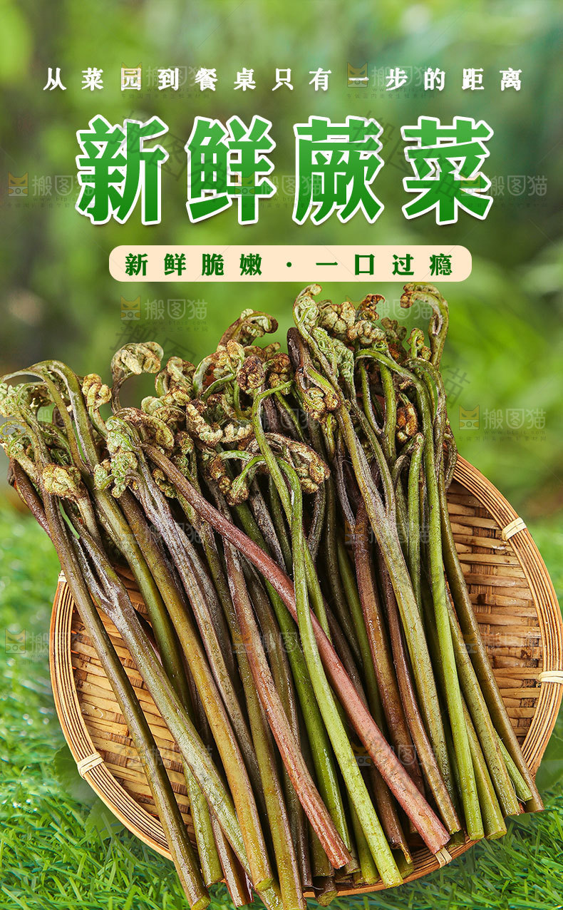 蕨菜详情页设计