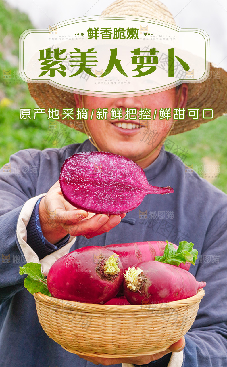 紫美人萝卜详情