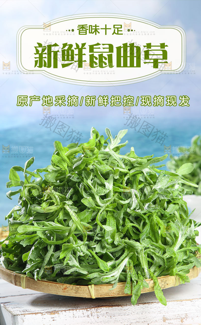 鼠曲草详情页