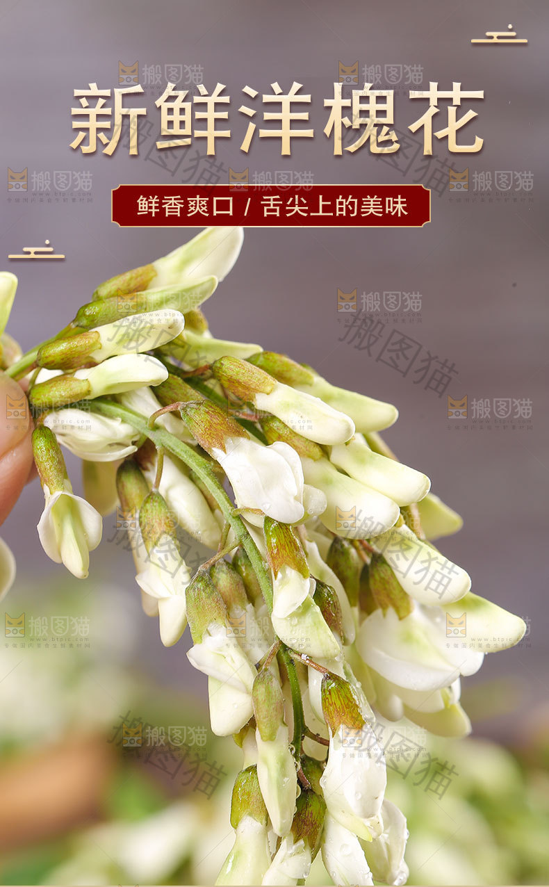 新鲜洋槐花详情页
