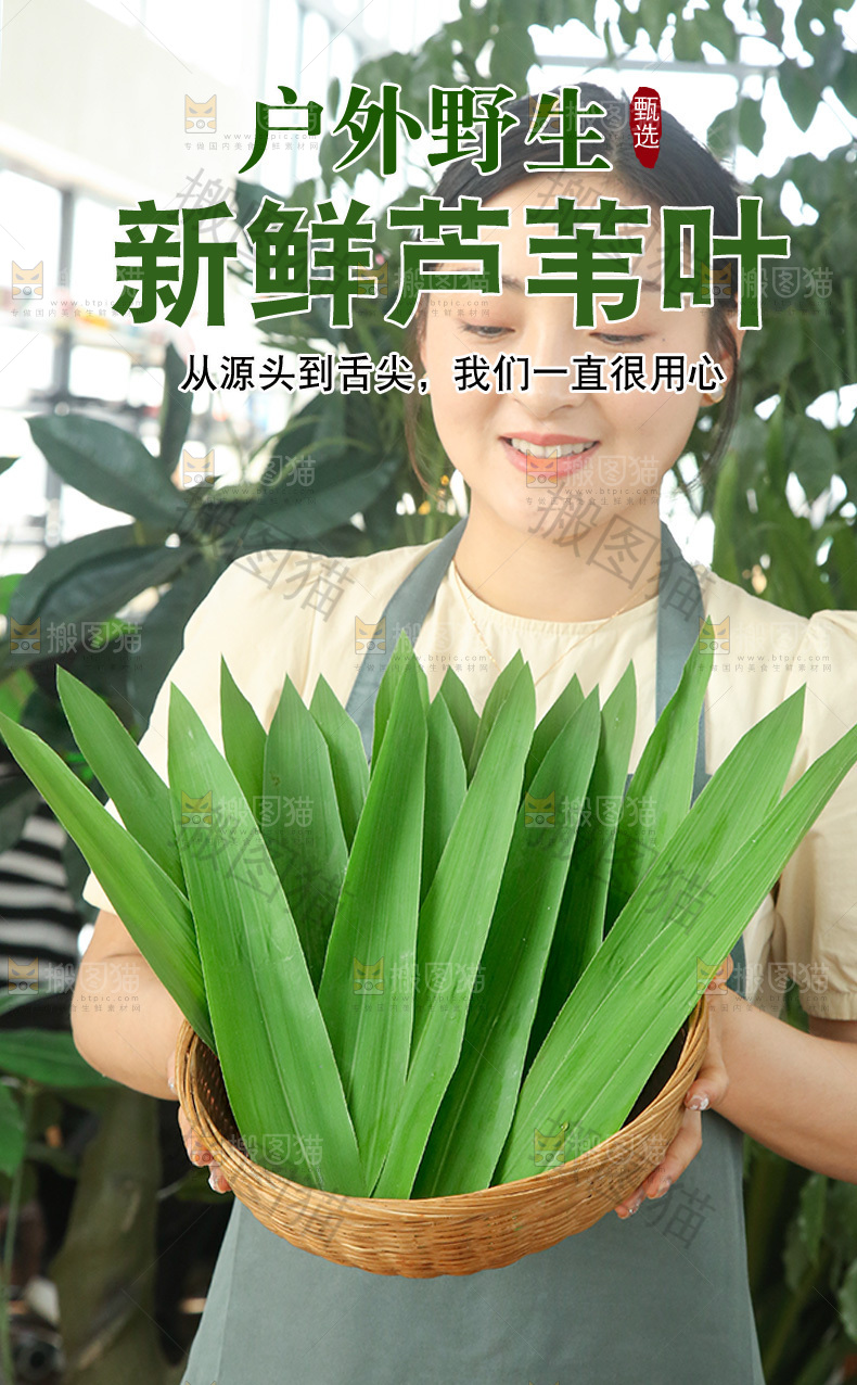 新鲜芦苇叶详情页