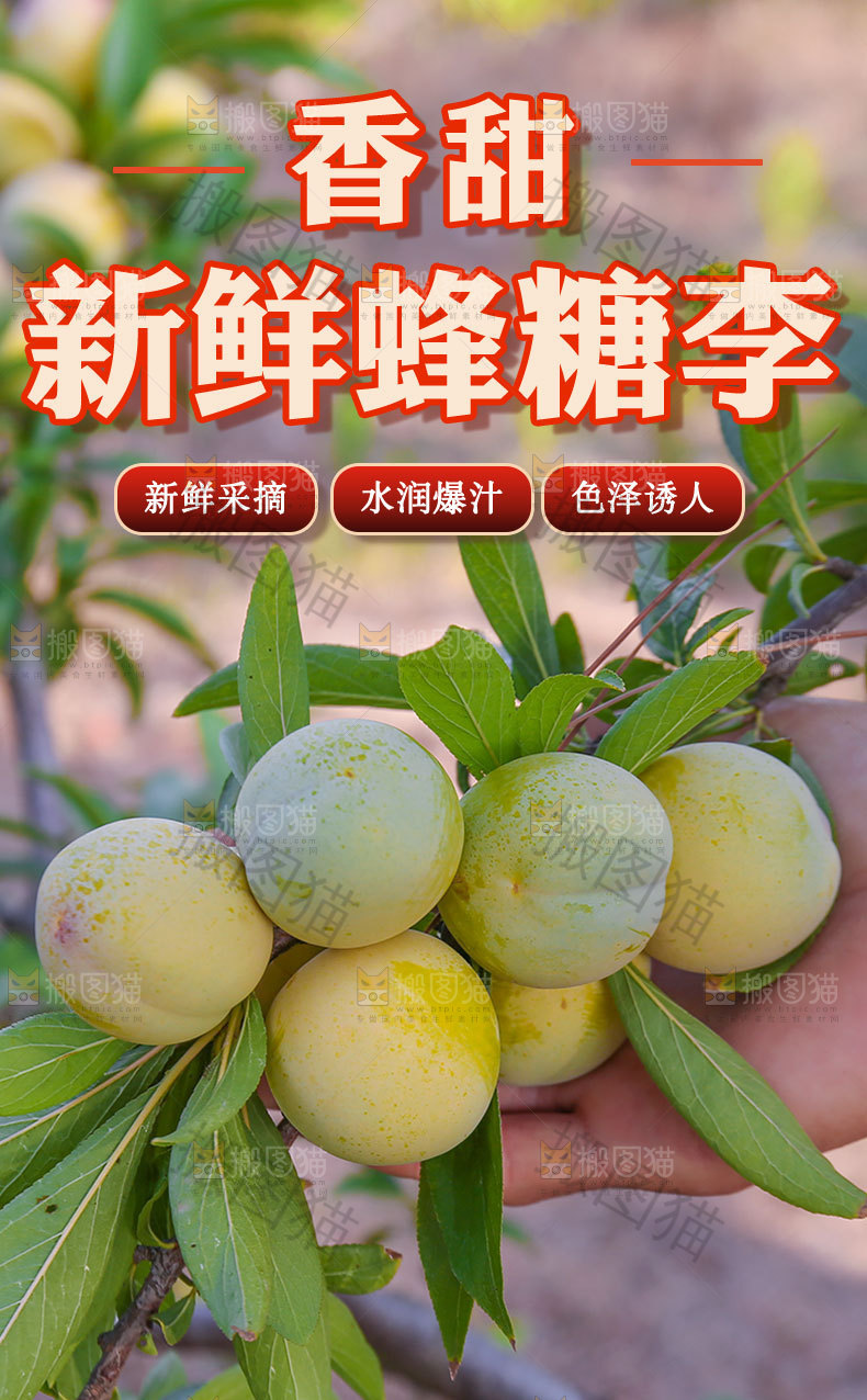 新鲜蜂糖李详情页