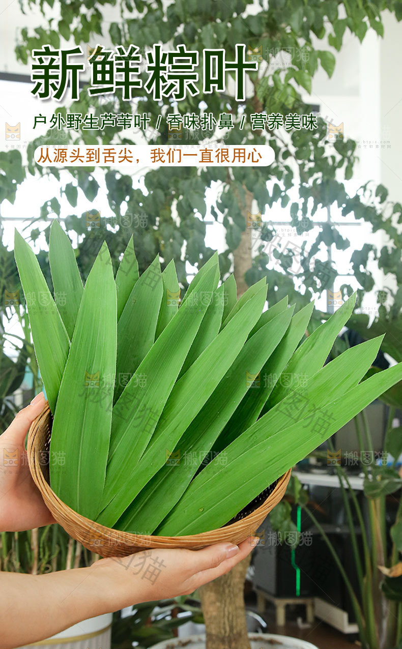 新鲜粽叶详情页