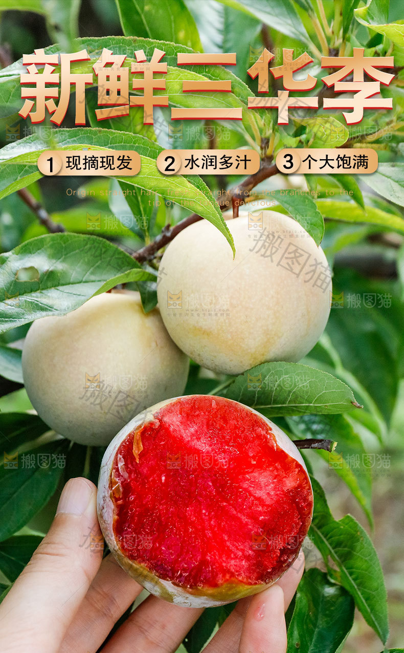 新鲜三华李详情页