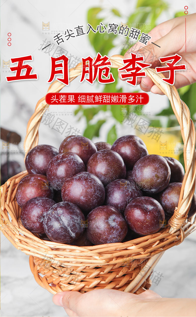 五月脆李子详情页