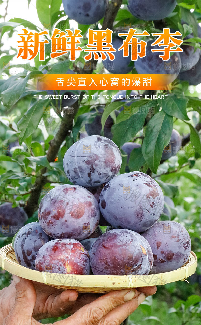 新鲜黑布林详情页