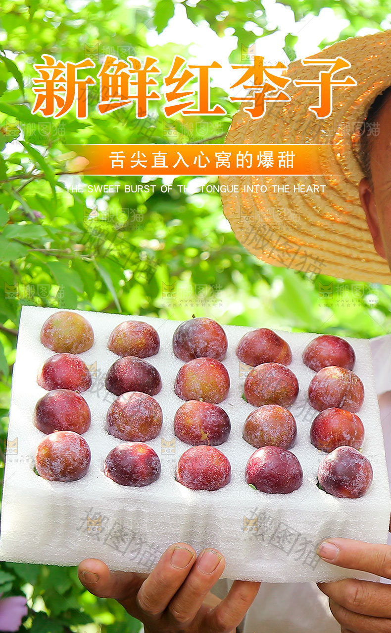 新鲜红李子详情页