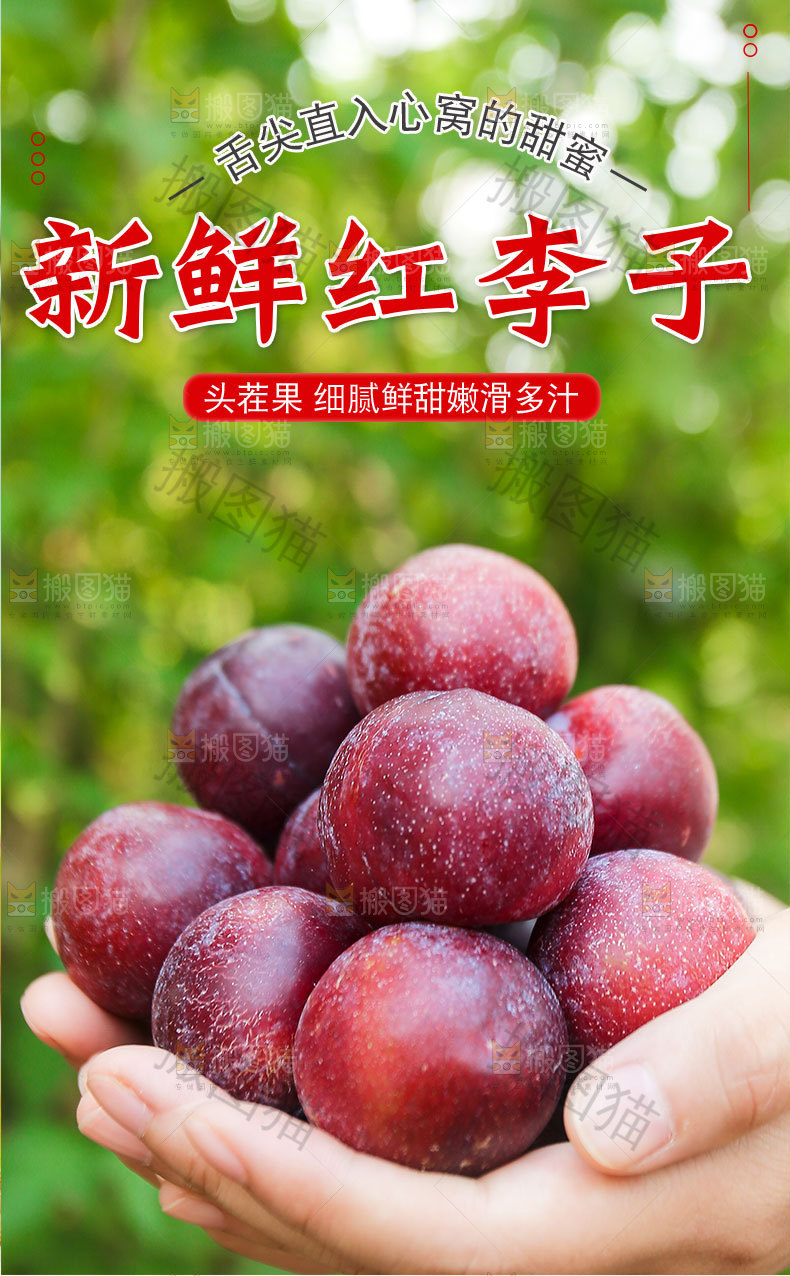 新鲜红李子详情页