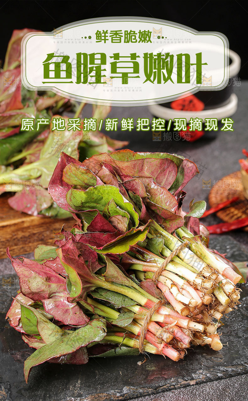 鱼腥草嫩叶详情页