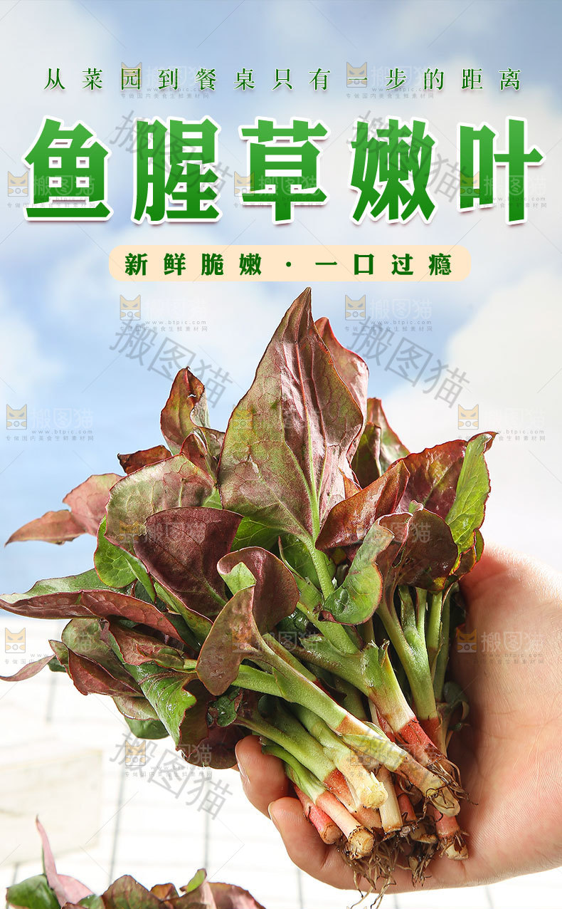鱼腥草嫩叶详情页