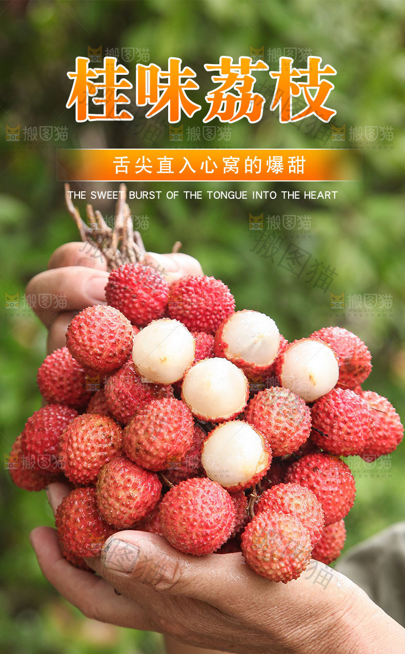 桂味荔枝详情页