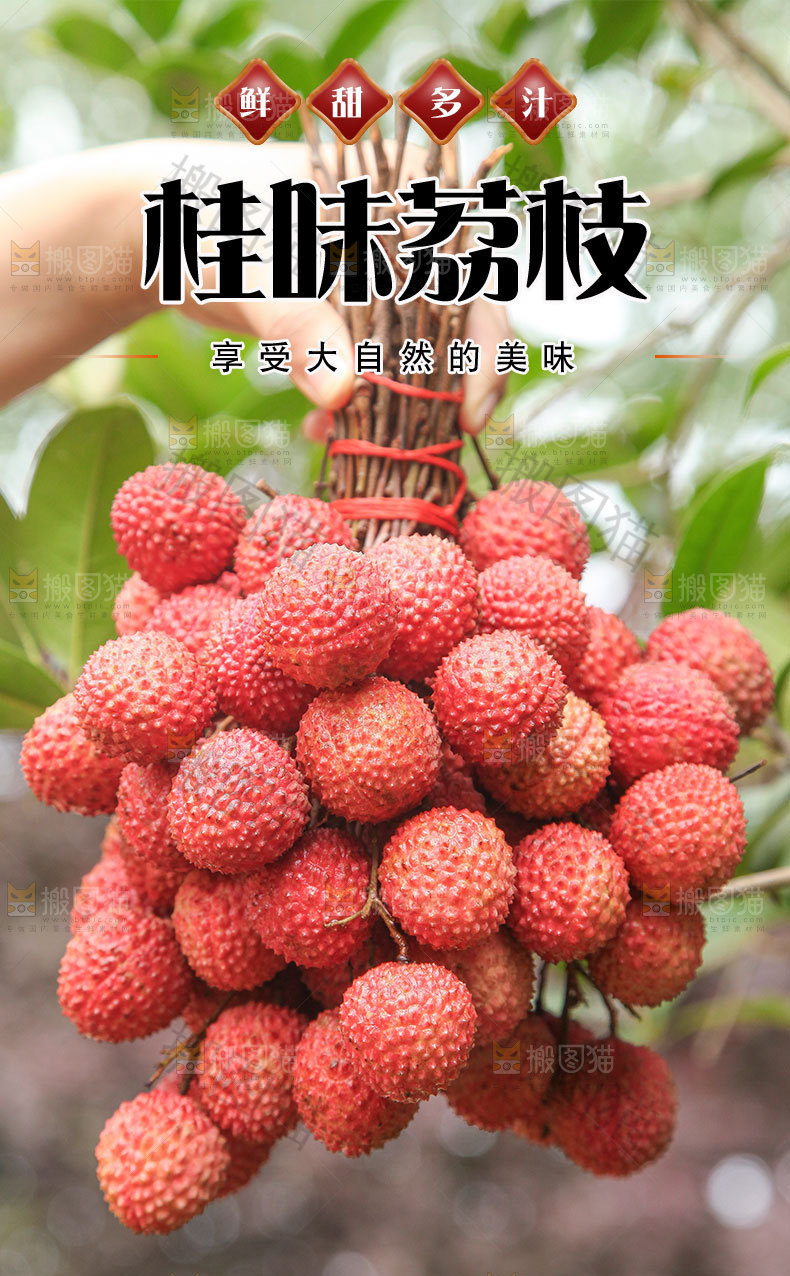 桂味荔枝详情页