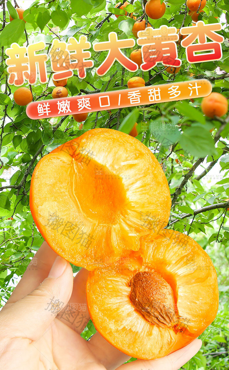 新鲜大黄杏详情页