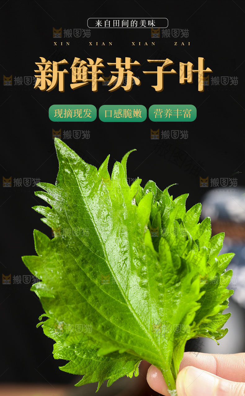 新鲜苏子叶详情页