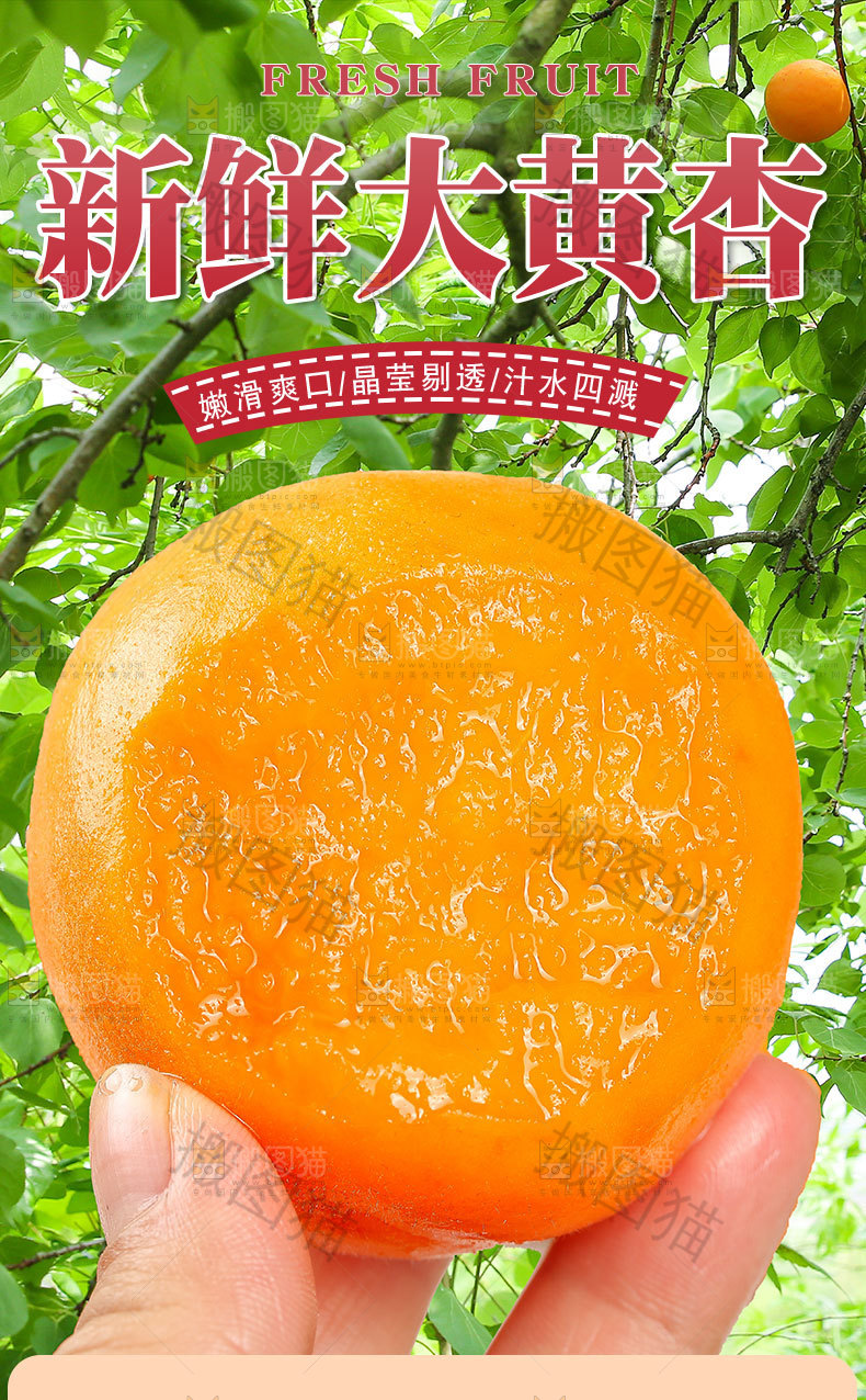 新鲜大黄杏详情页