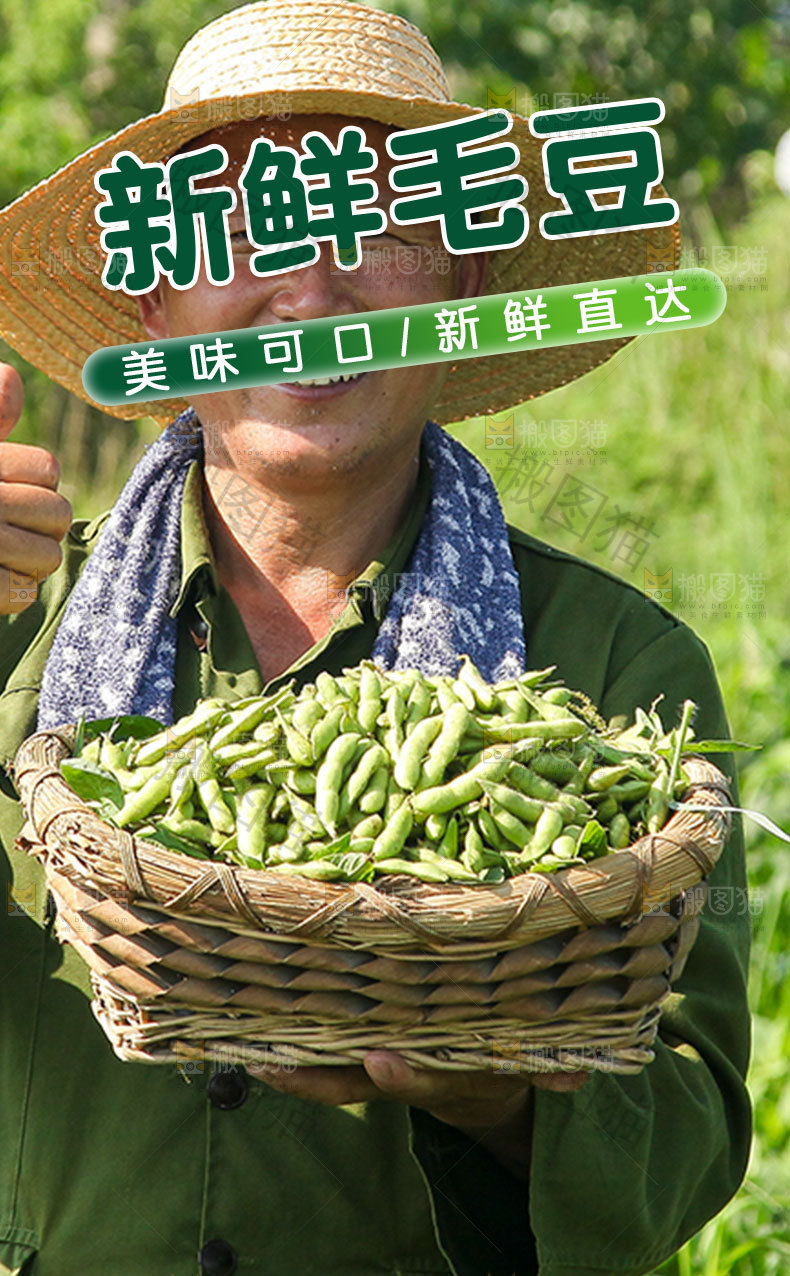 新鲜毛豆详情页