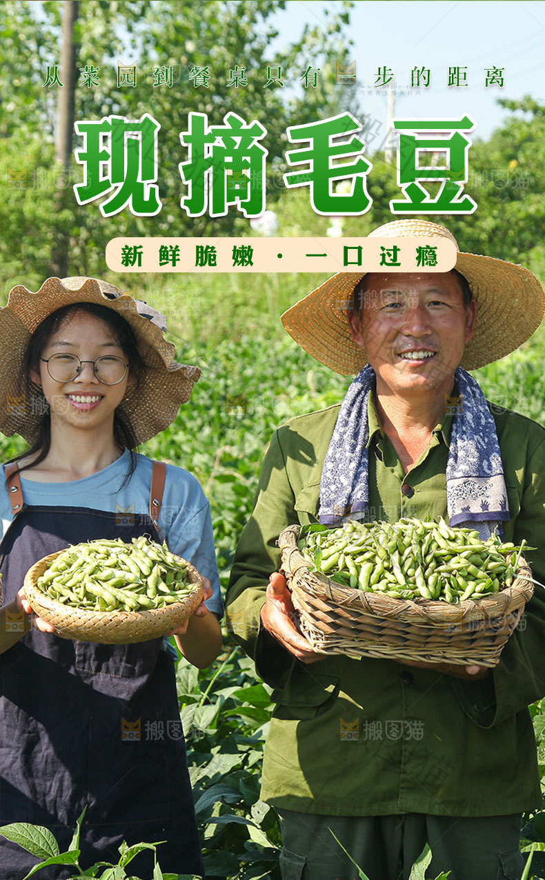 现摘毛豆详情页