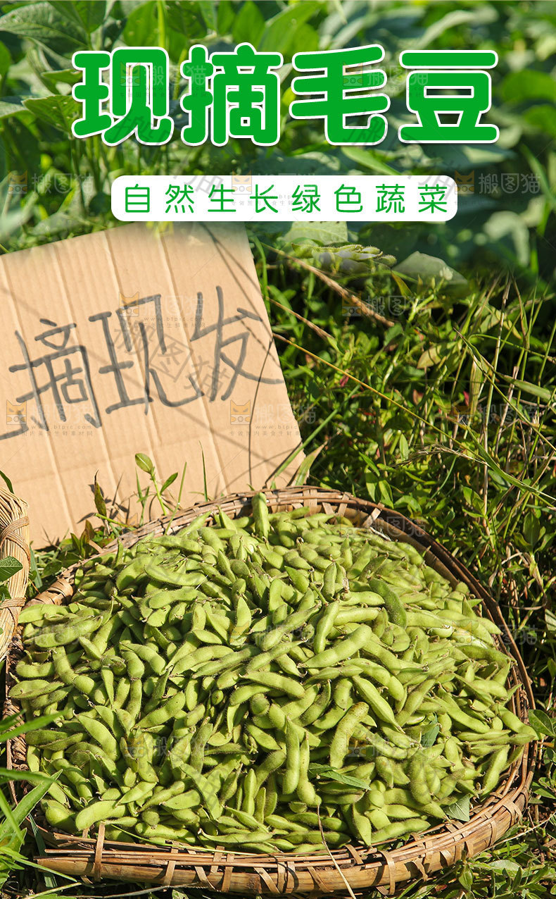 现摘毛豆详情页