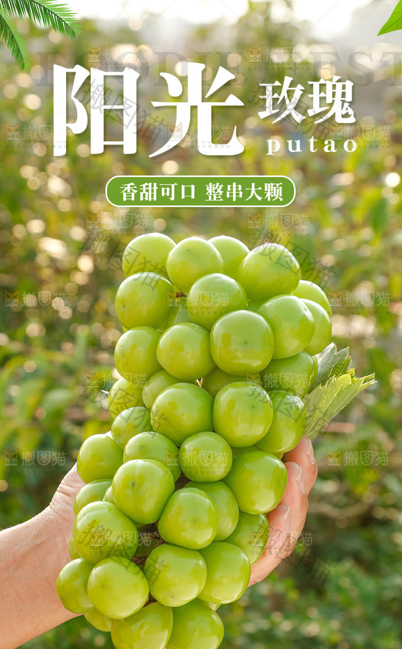 阳光玫瑰详情页