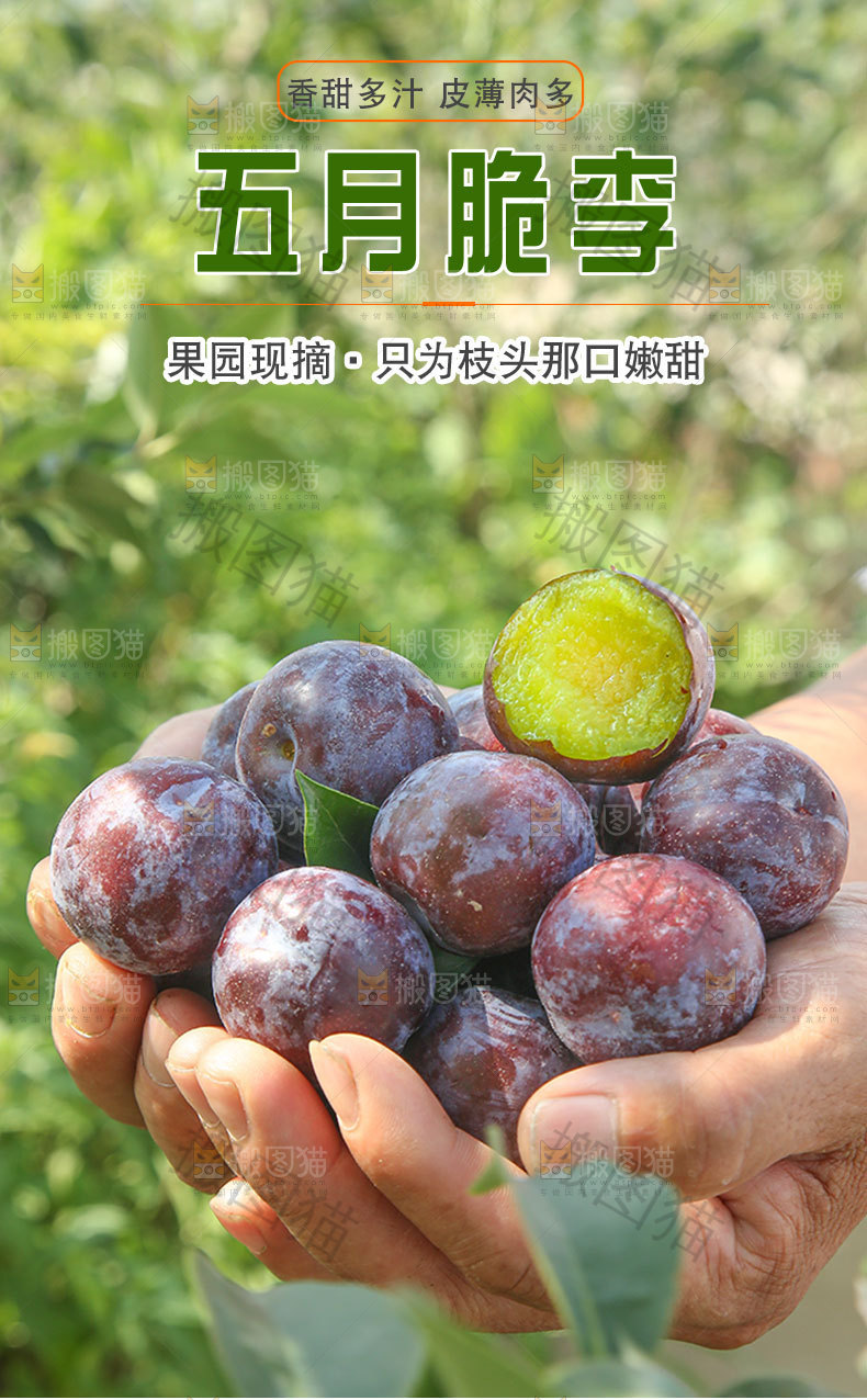 五月脆李详情页