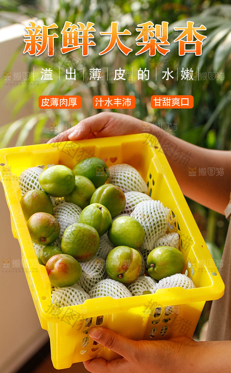 新鲜大梨杏详情页