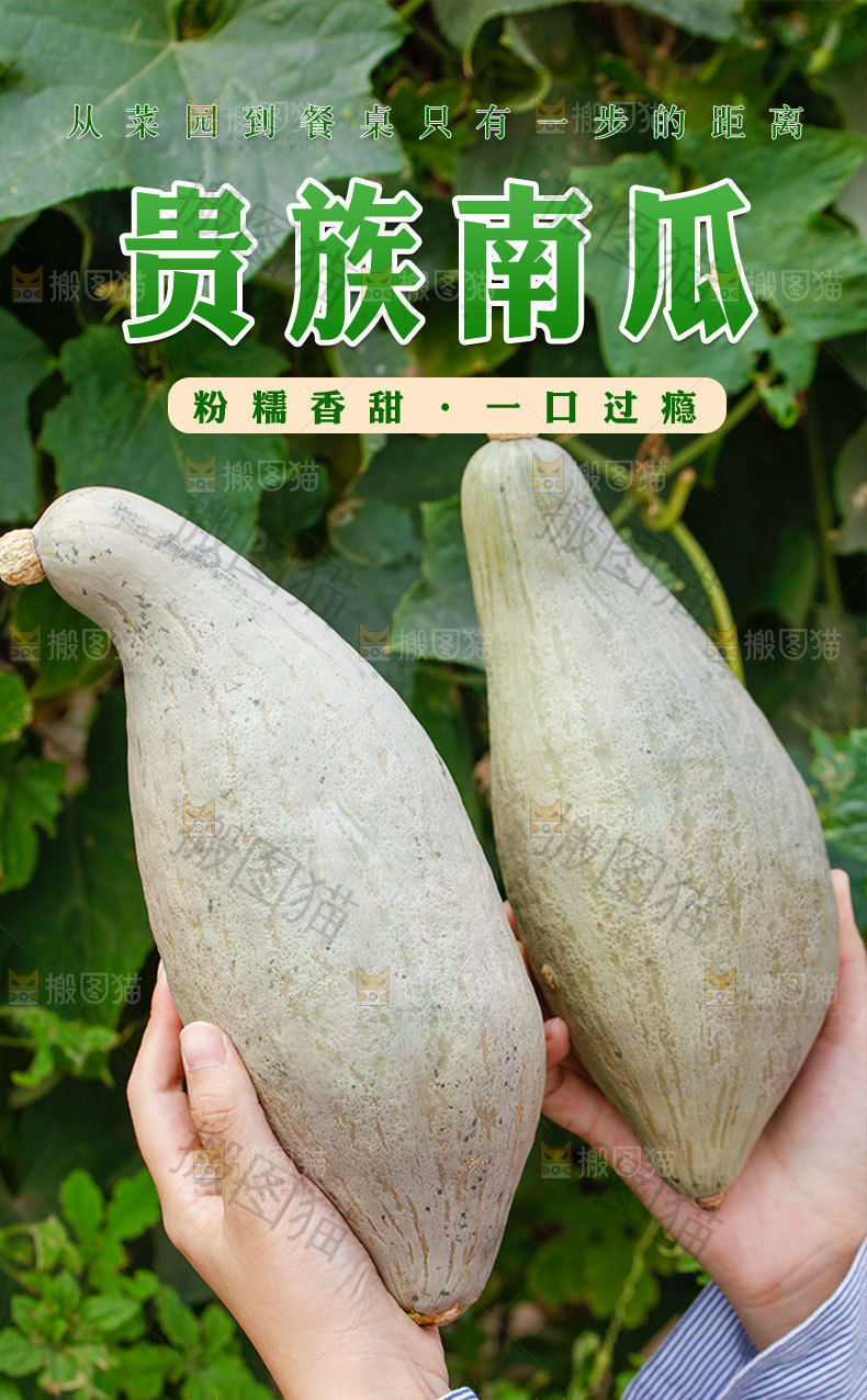 贵族南瓜详情页