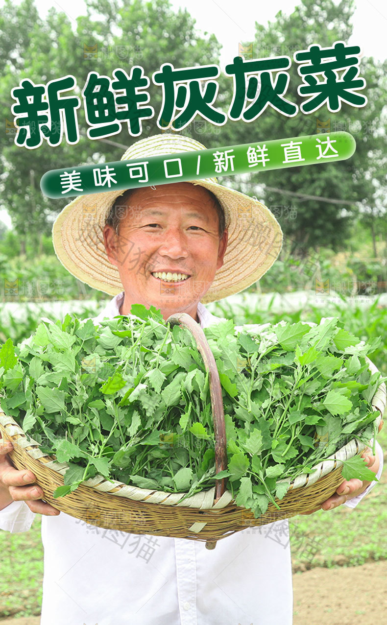 新鲜灰灰菜详情页