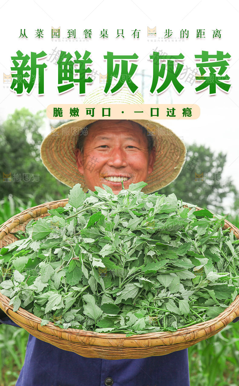 新鲜灰灰菜详情页