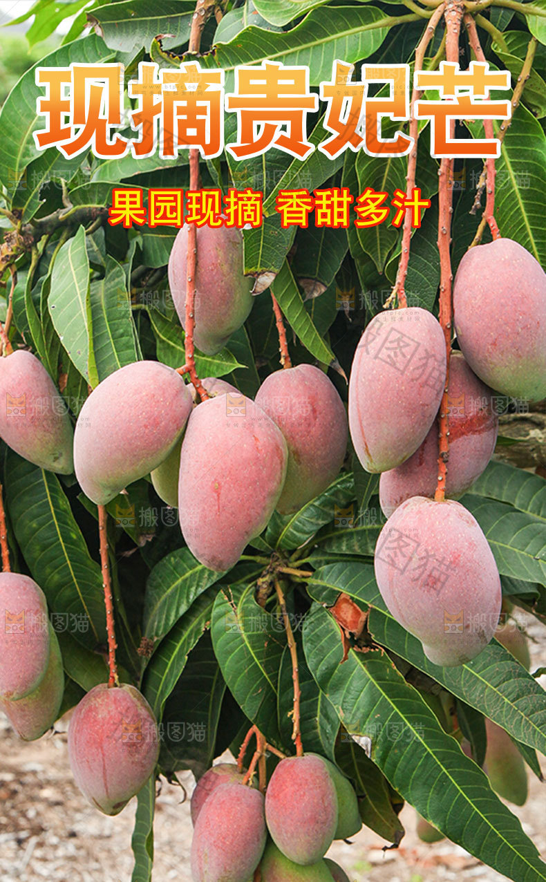 现摘贵妃芒详情页