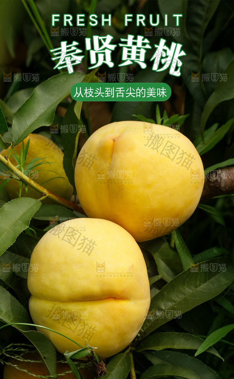 奉贤黄桃详情页
