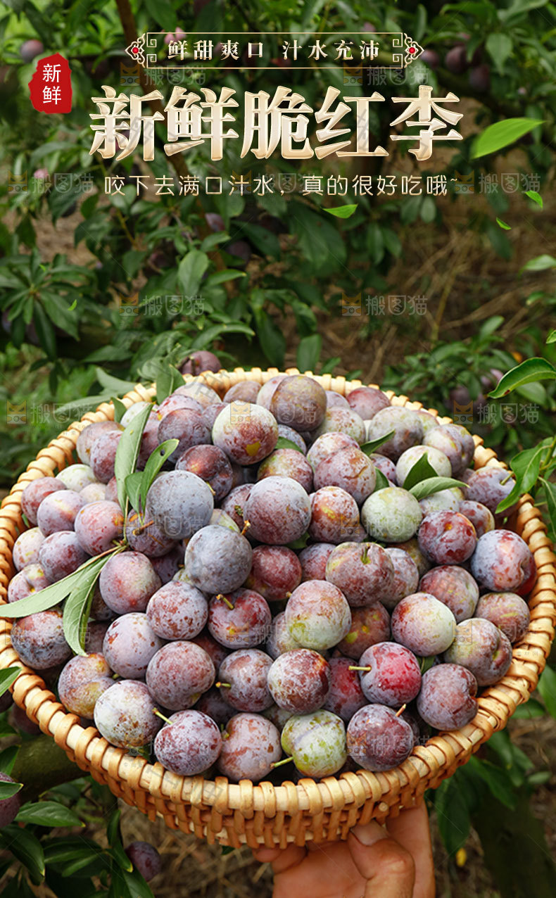 新鲜脆红李详情页