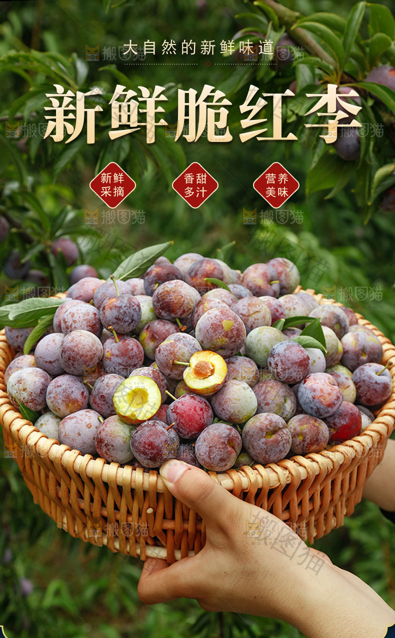新鲜脆红李详情页