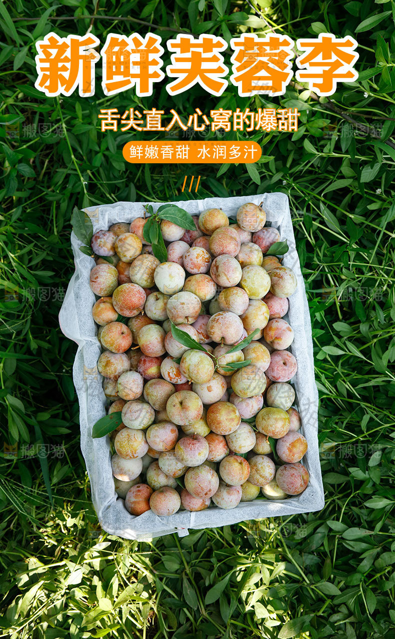 新鲜芙蓉李详情页