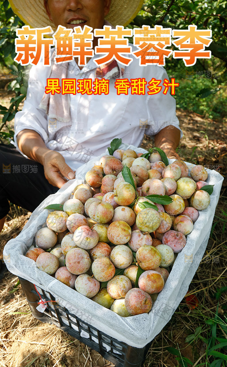 新鲜芙蓉李详情页