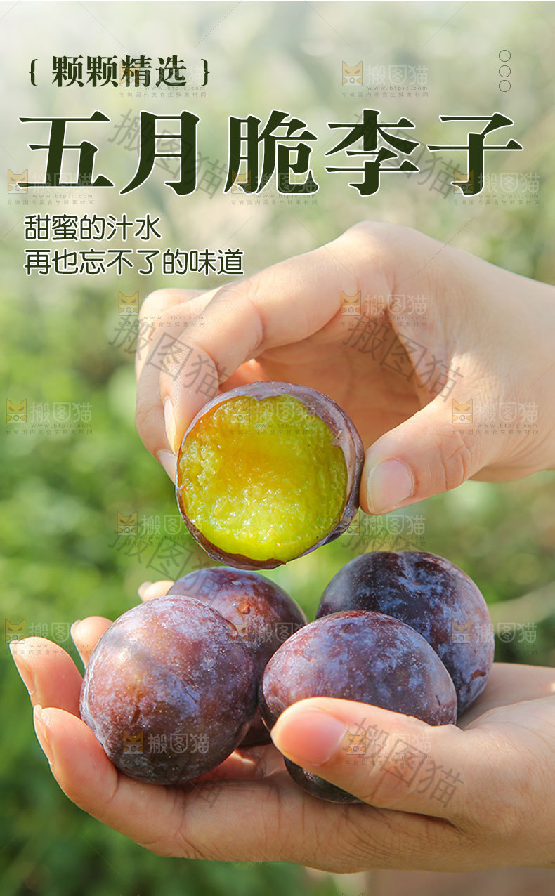 五月脆李子详情页