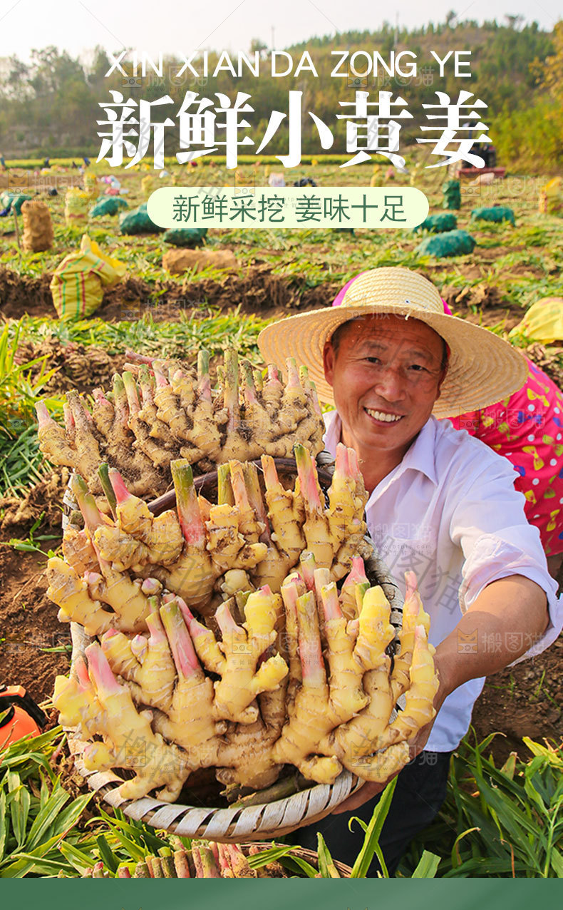 新鲜小黄姜详情页